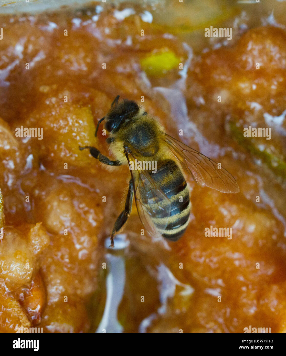 Honeybees (Apis mellifera) on perry mash  (squashed pears as part of the process of making perry, or pear cider) attracted by the sugar content,  Awre, Severn estuary, Gloucestershire, UK, September. Stock Photo