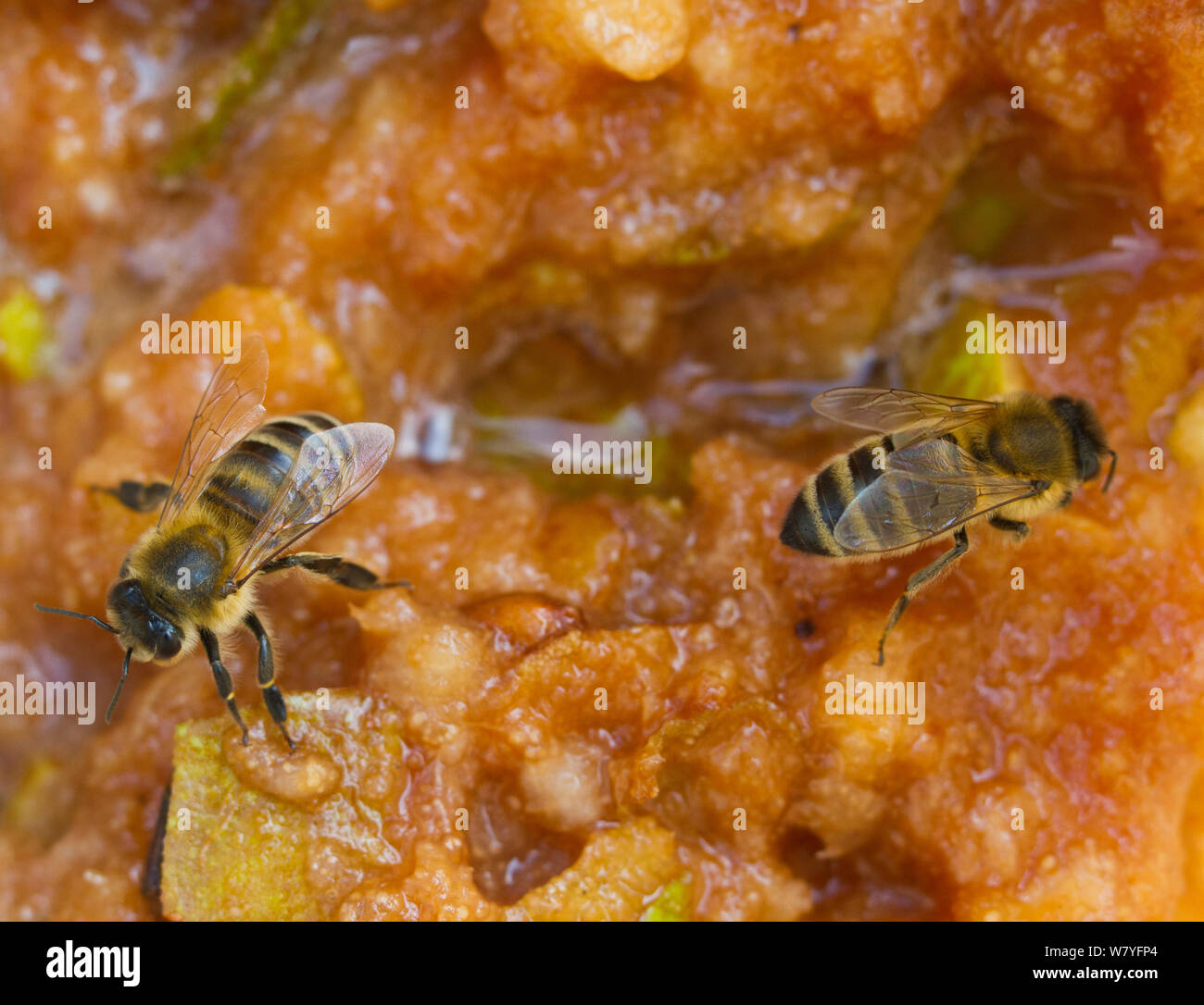 Honeybees (Apis mellifera) on perry mash  (squashed pears as part of the process of making perry, or pear cider) attracted by the sugar content,  Awre, Severn estuary, Gloucestershire, UK, September. Stock Photo