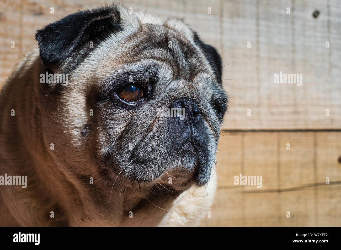 Mop dog hi-res stock photography and images - Alamy