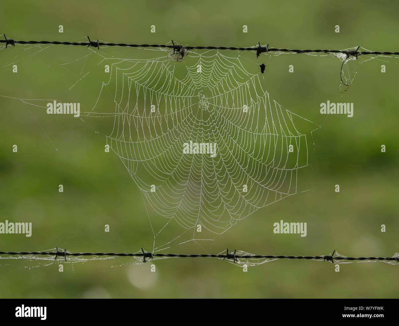 Dew-covered cobweb between strands of barbed wire, Ribemont, Oise, France, September. Stock Photo