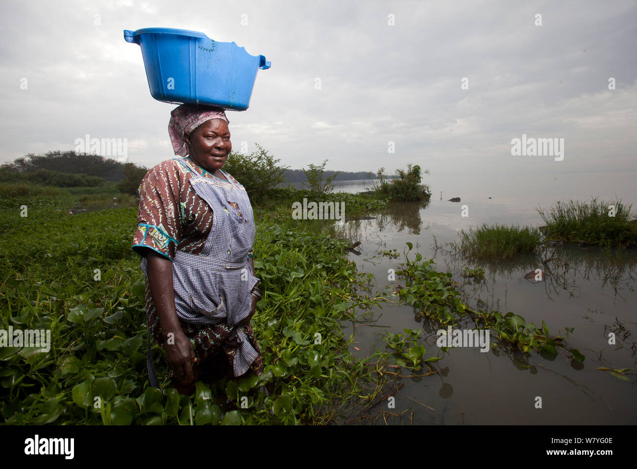 Woman carrying plastic washing bowl on head and wading through invasive Water hyacinth (Eichhornia crassipes) at lake edge, Kisumu region, Lake Victoria, Kenya Stock Photo