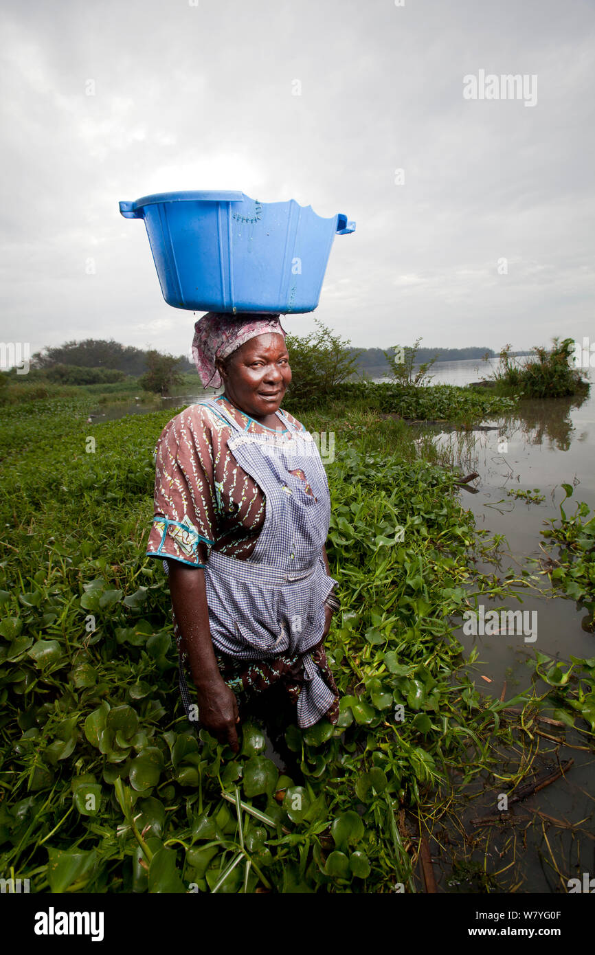 Woman carrying plastic washing bowl on head and wading through invasive Water hyacinth (Eichhornia crassipes) at lake edge, Kisumu region, Lake Victoria, Kenya Stock Photo