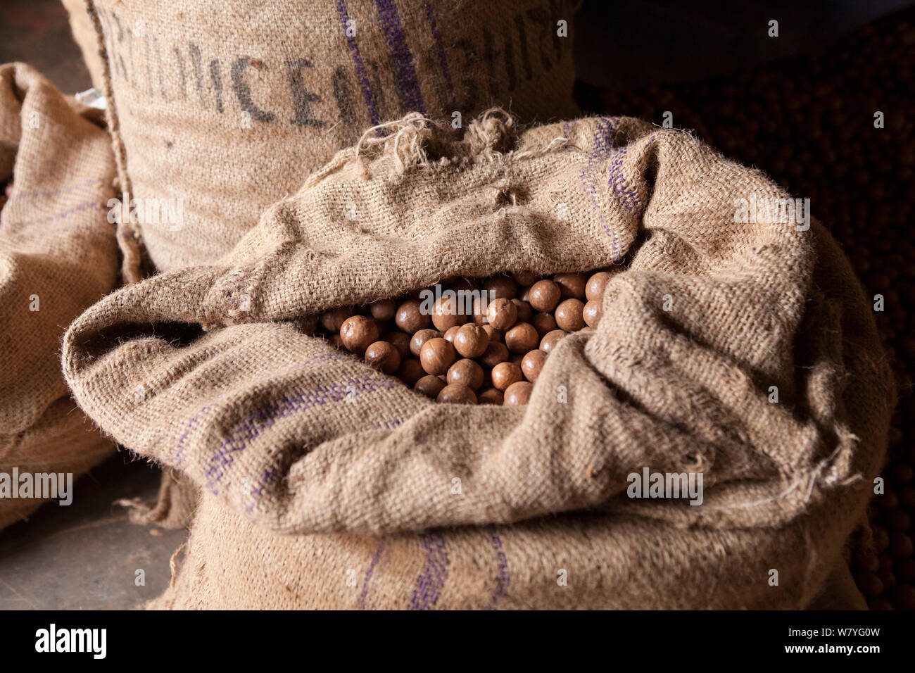Bag full of harvested Macadamia nuts (Macadamia sp.) Rwamagana district, Rwanda Stock Photo