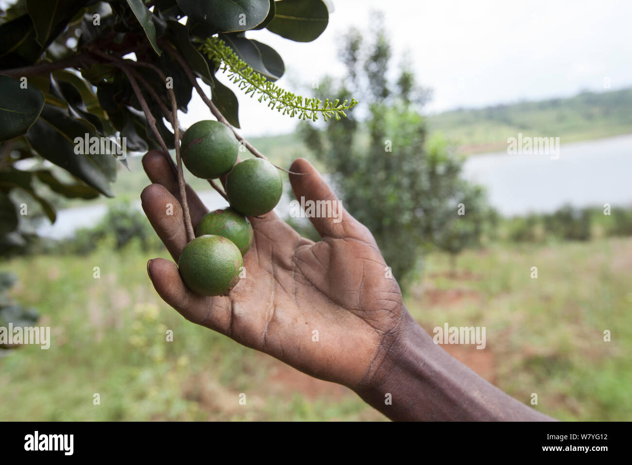 Harvesting Macadamia nuts (Macadamia sp.) Rwamagana district, Rwanda Stock Photo
