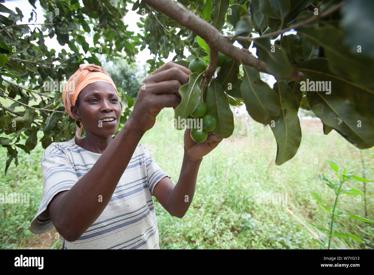 Rwandan woman harvesting Macadamia nuts (Macadamia sp.) Rwamagana district, Rwanda, March 2014. Stock Photo