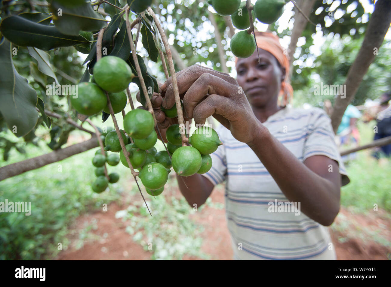 Rwandan woman harvesting Macadamia nuts (Macadamia sp.) Rwamagana district, Rwanda, March 2014. Stock Photo