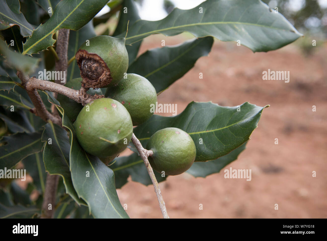 Macadamia (Macadamia sp) nut affected by insect pest or disease, Rwanda. Stock Photo