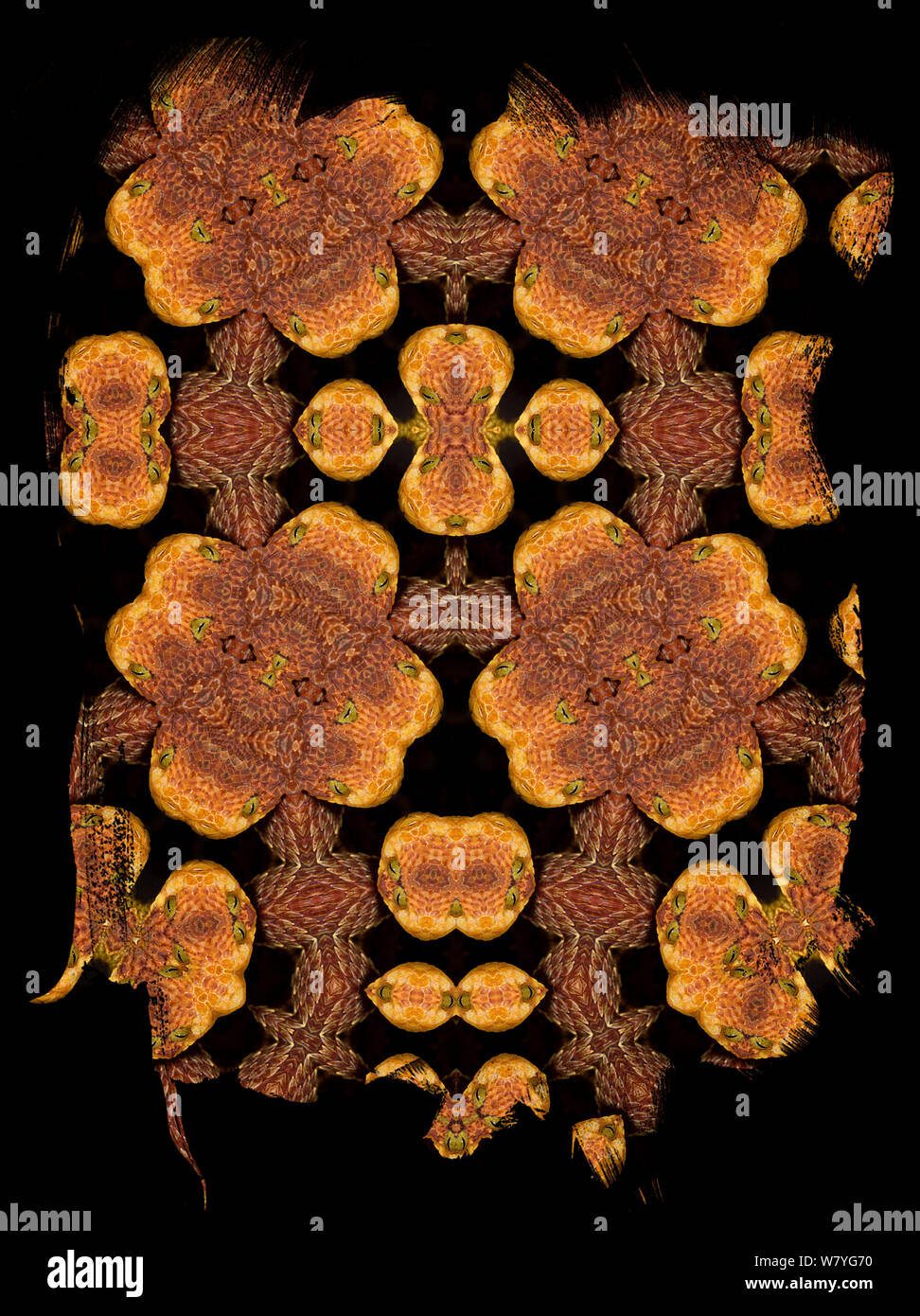 Kaleidoscope image formed from photograph of Bush viper (Atheris squamigera). See 01499520 for the original. Restricted for editorial use until December 2015. Stock Photo