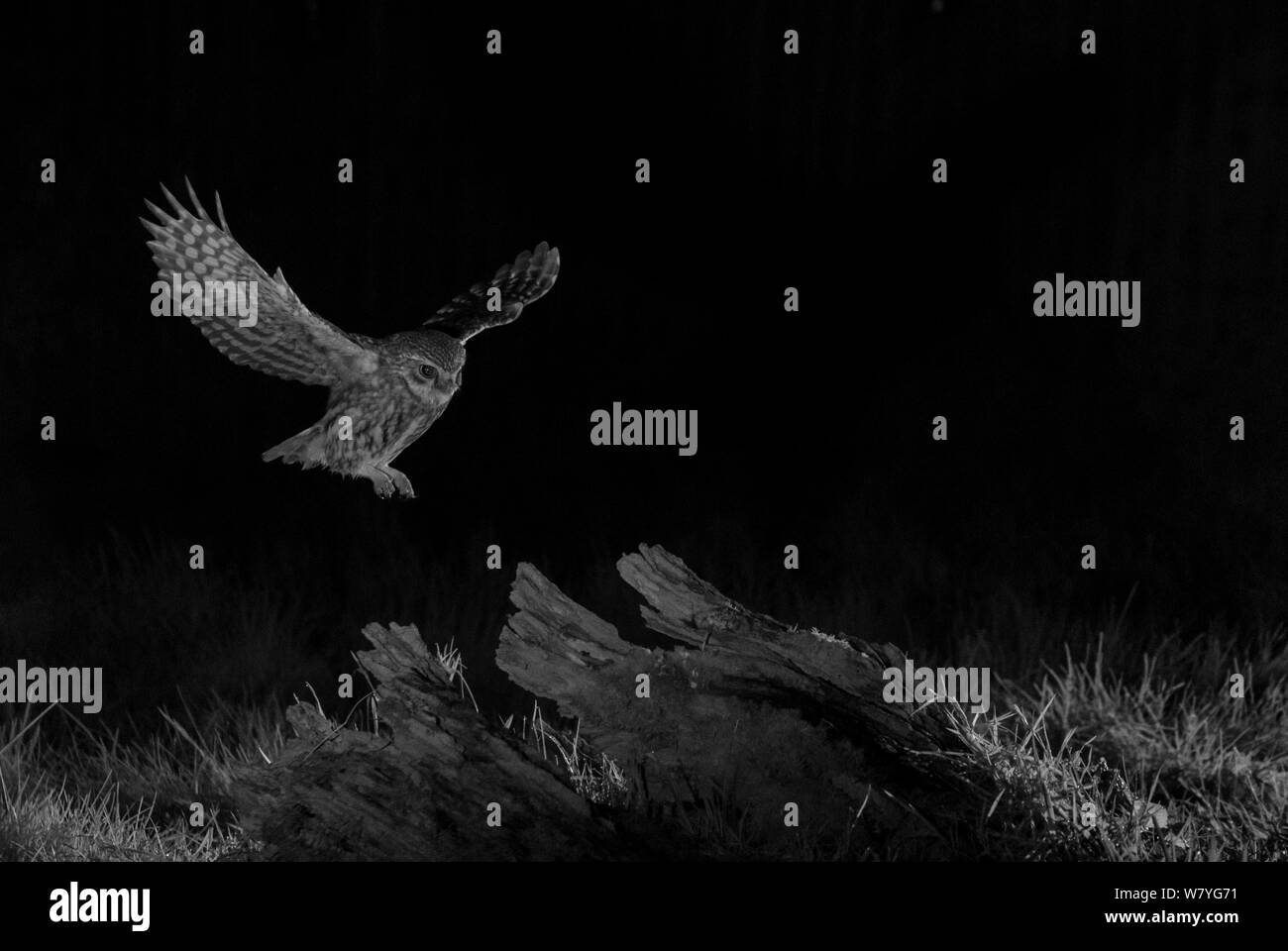 Little owl (Athene noctua) flying at night, Mayenne, France, February. Taken with infra red camera. Stock Photo