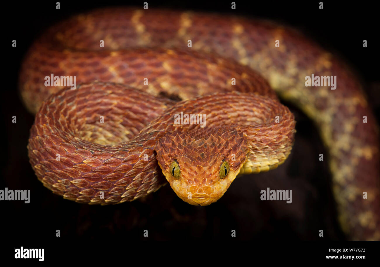 Bush viper (Atheris squamigera) captive, occurs in West and Central Africa. Stock Photo