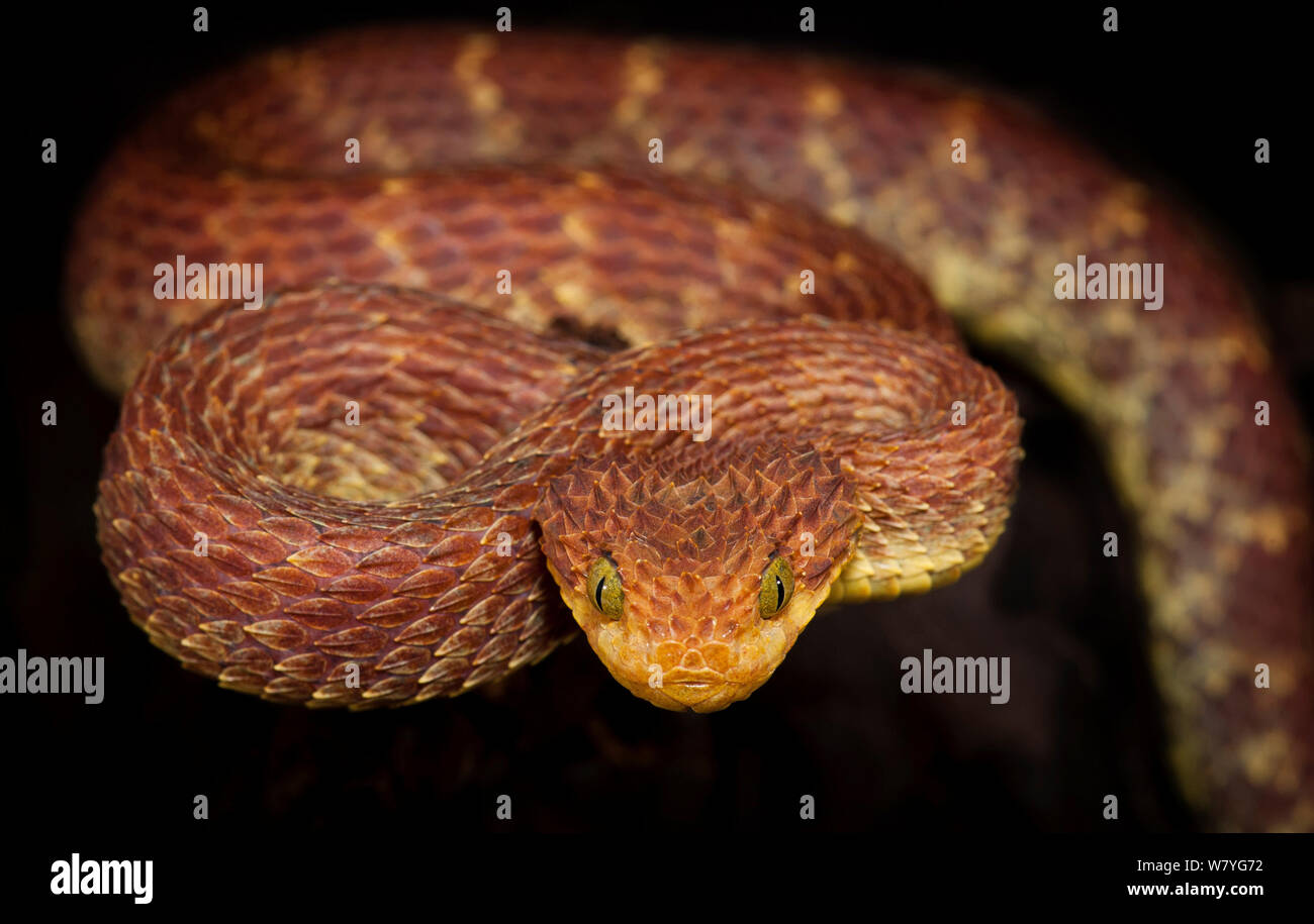 Life on White  Leaf viper with its tongue out, Atheris squamigera,  isolated on white