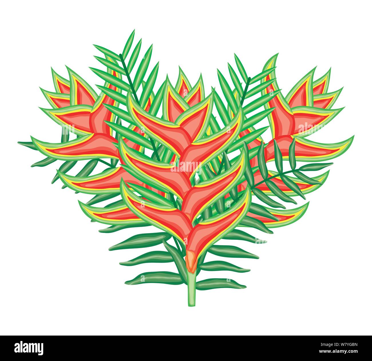 tropical heliconias flowers and leafs plants vector illustration design ...