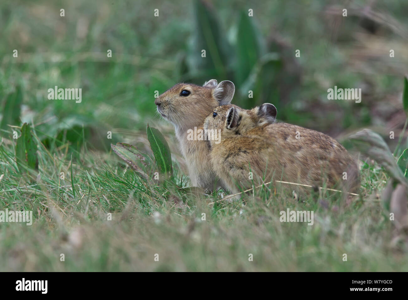 Plateau pikas (Ochotona curzoniae) Ruoergai National Nature Reserve ...