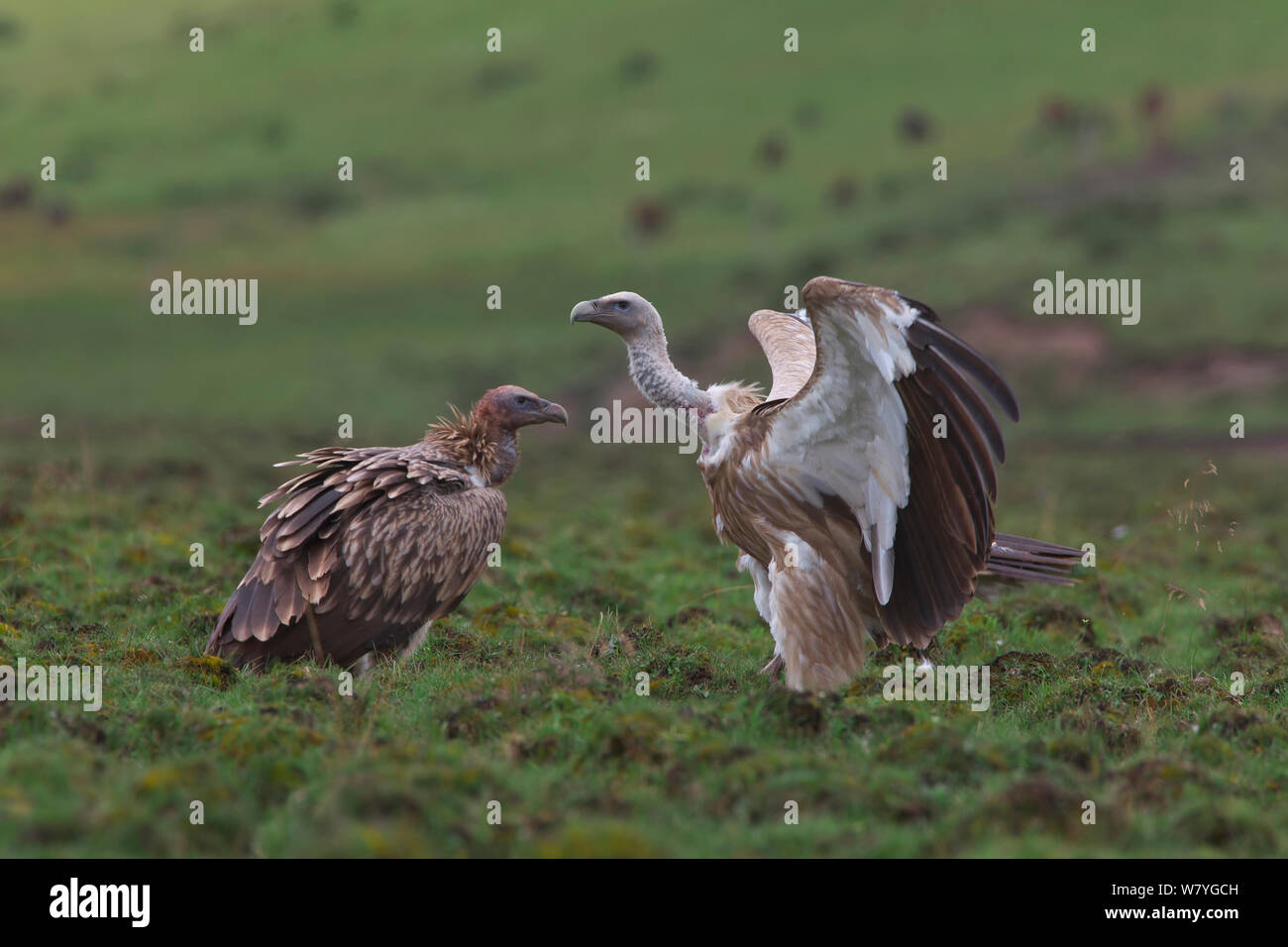 Himalayan griffon vultures (Gyps himalayensis) one with wings stretched, Ruoergai National Nature Reserve, Sichuan Province, China, August., January. Stock Photo