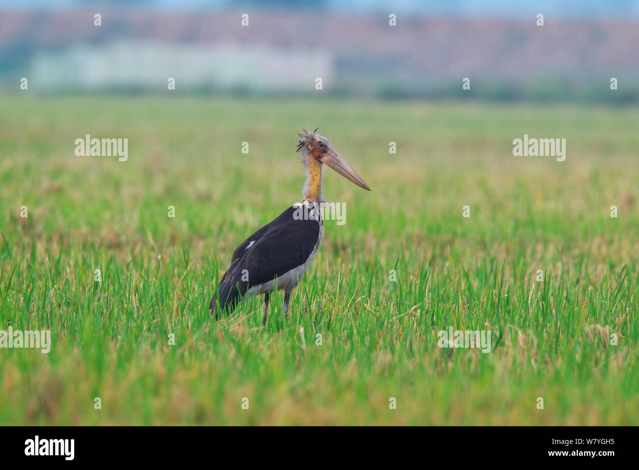 Lesser adjutant stork (Leptoptilos javanicus) Mengzi city, Hong He prefecture, Yunnan Province, China, October. Stock Photo