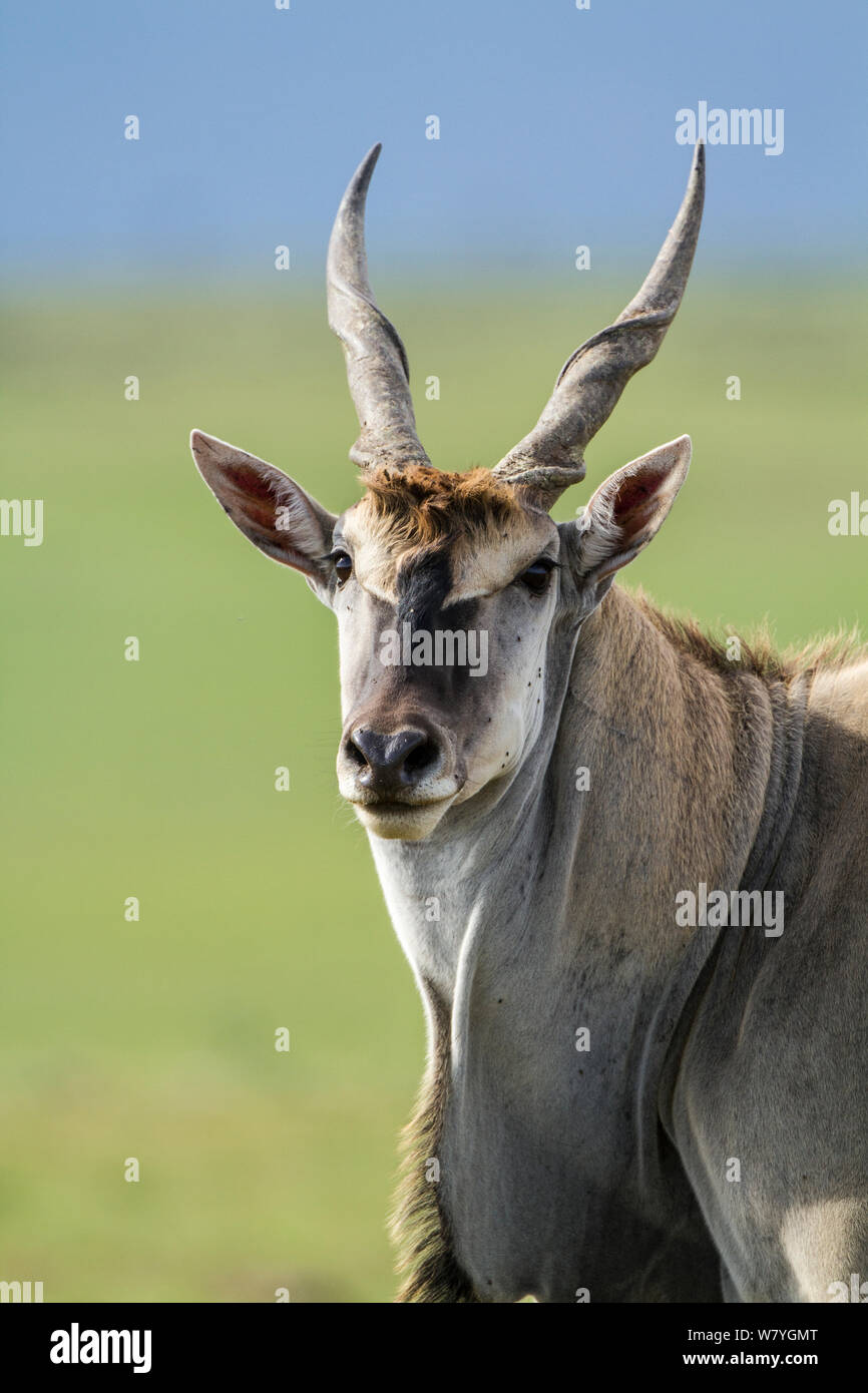 Cape eland (Taurotragus oryx) male, Masai Mara Game Reserve, Kenya, November. Stock Photo