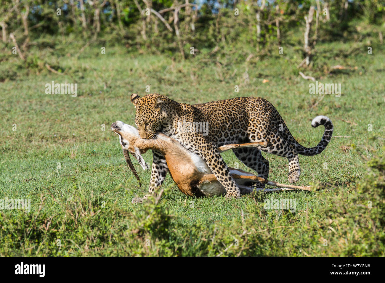 Big cat kill prey hires stock photography and images Alamy