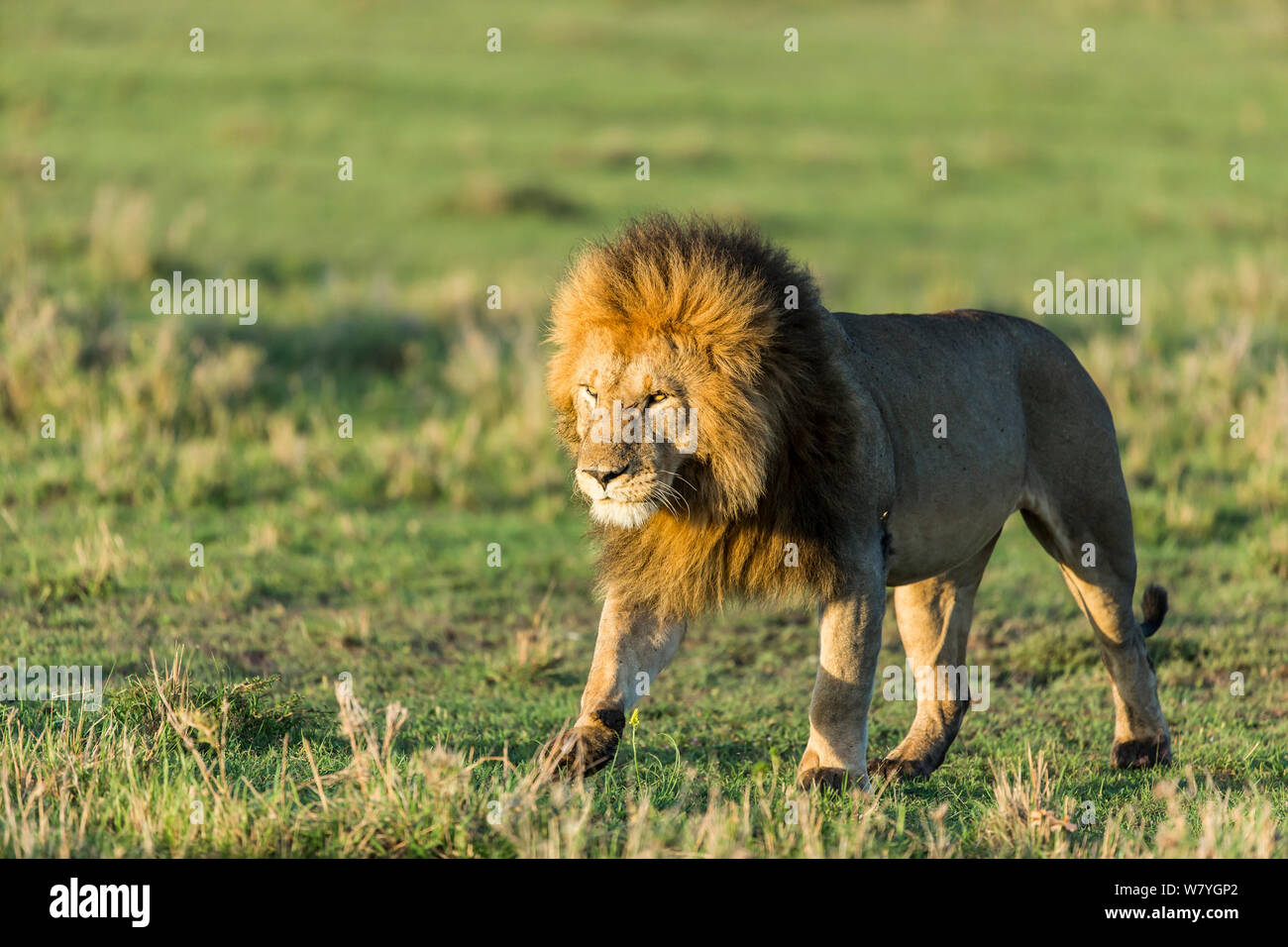 Lion (Panthera leo) male just before mating, Masai Mara Game Reserve ...
