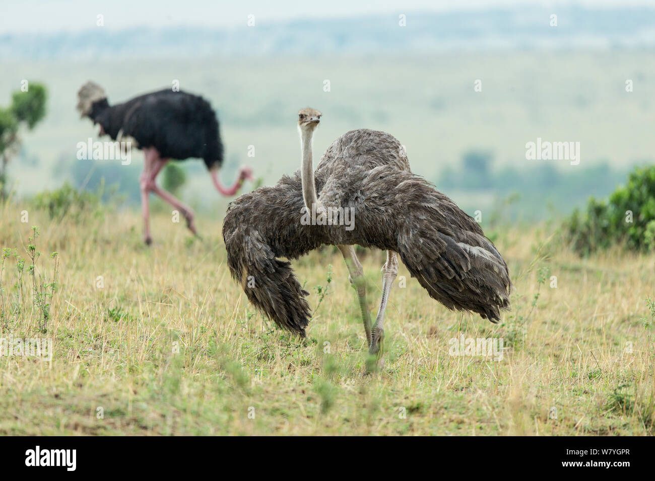 Ostrich (Struthio camelus) female displaying, Masai Mara Game Reserve, Kenya, September. Stock Photo