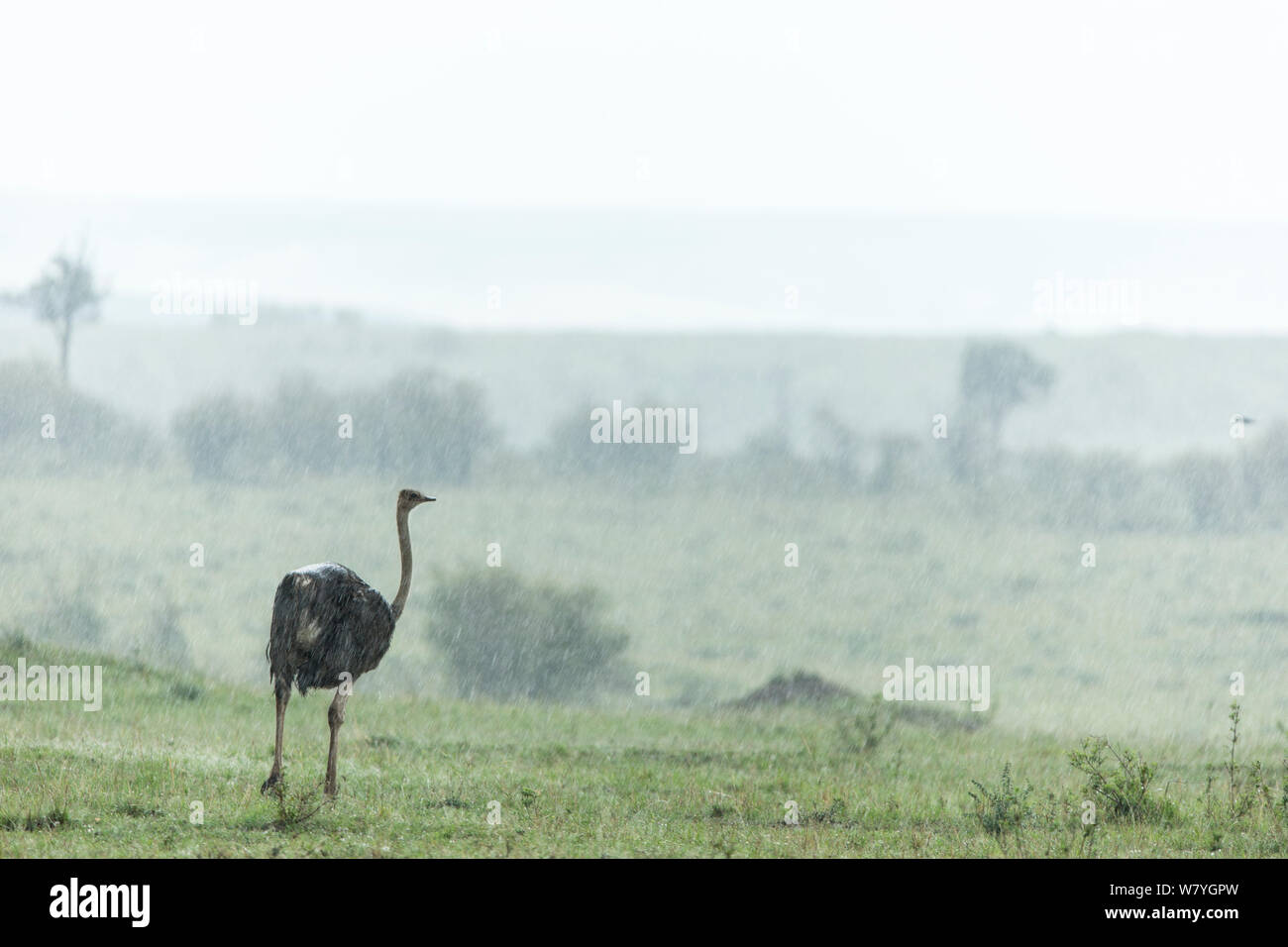 Ostrich (Struthio camelus) female in storm, Masai Mara Game Reserve, Kenya, October, Stock Photo