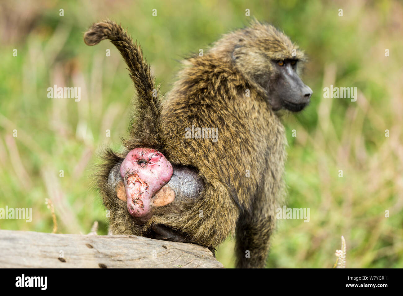 Olive baboon (Papio anubis) female displaying rear end, Nakuru National Park, Kenya, October. Stock Photo