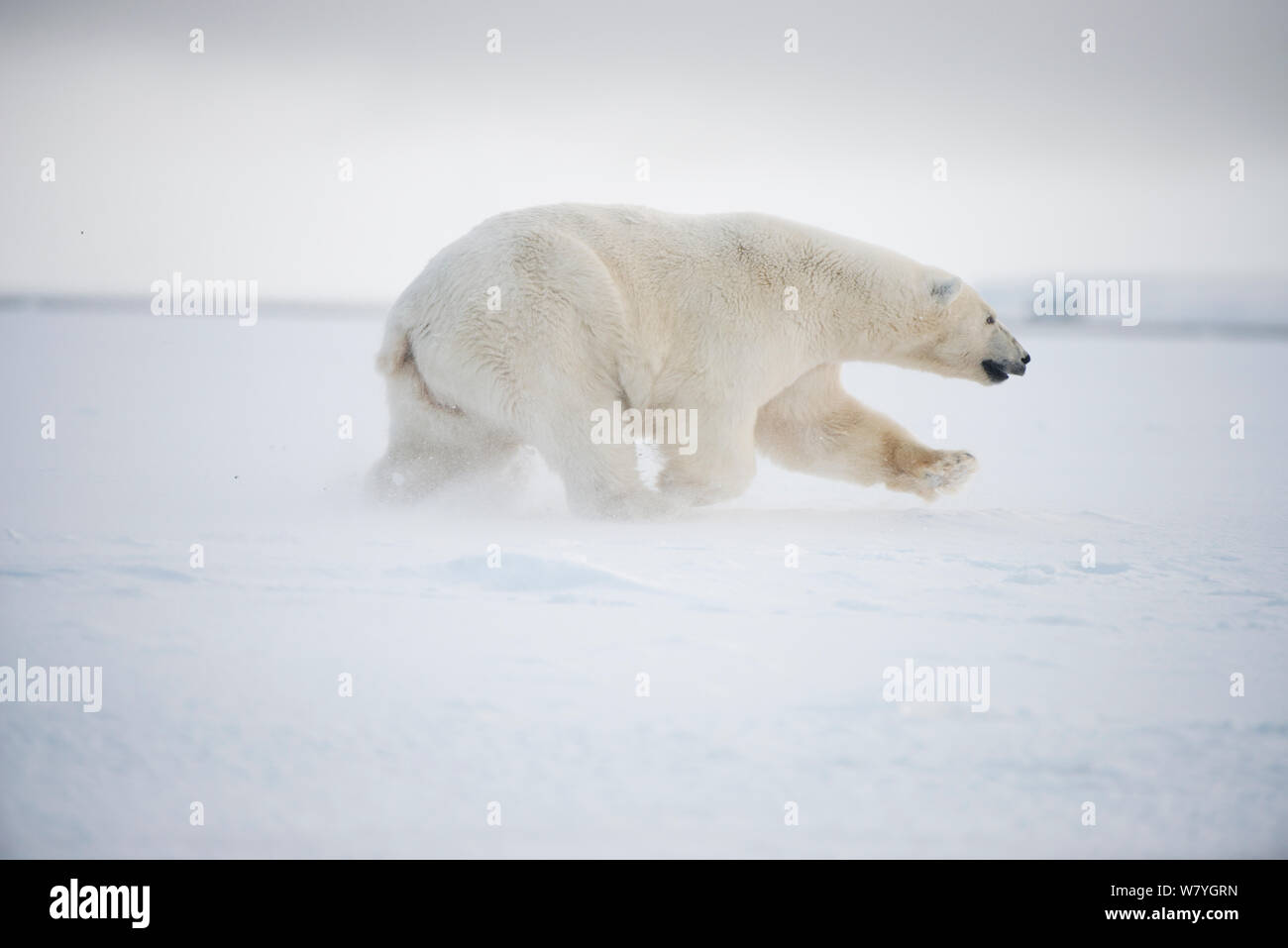 Polar bear (Ursus maritimus) sow running over newly formed pack ice during autumn freeze up, Beaufort Sea, off Arctic coast, Alaska Stock Photo