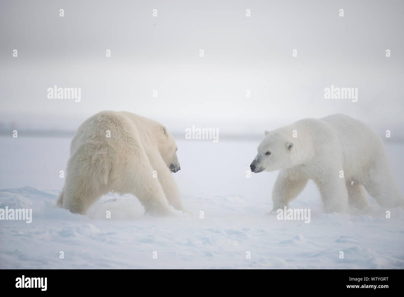 Polar bear (Ursus maritimus) two adults  size each other up during autumn freeze up, Beaufort Sea, off Arctic coast, Alaska Stock Photo