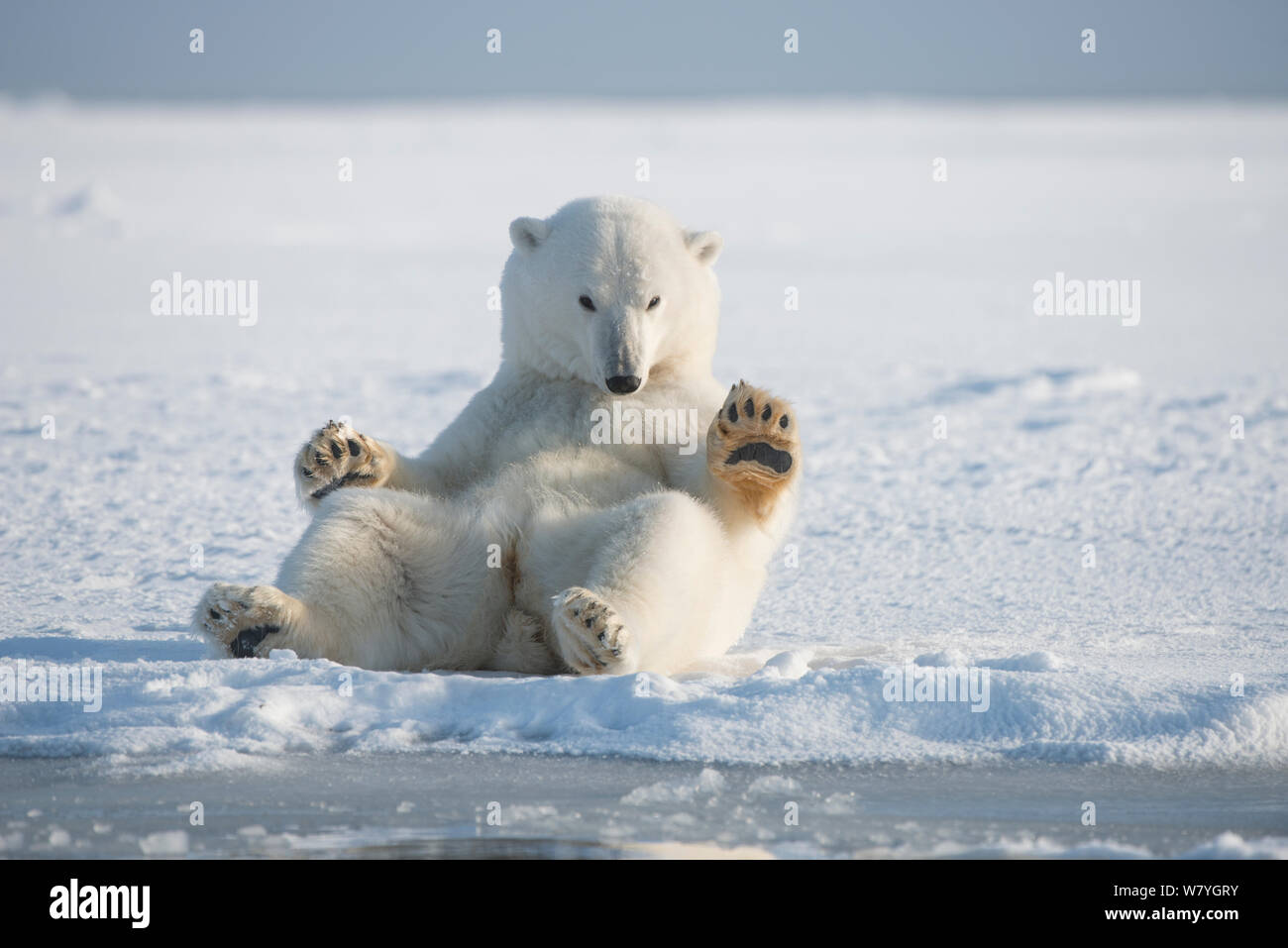 Polar bear (Ursus maritimus) young bear rolling around in snow, on newly formed pack ice during autumn freeze up, Beaufort Sea, off Arctic coast, Alaska Stock Photo