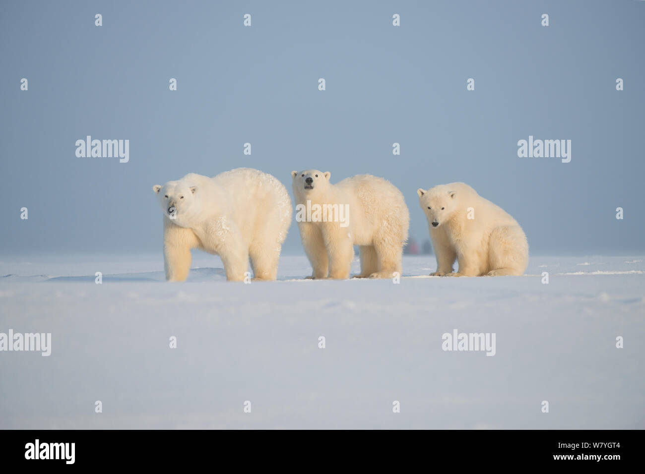 Polar bear (Ursus maritimus) mother with two juveniles, walking on newly formed pack ice during autumn freeze up, Beaufort Sea, off Arctic coast, Alaska Stock Photo