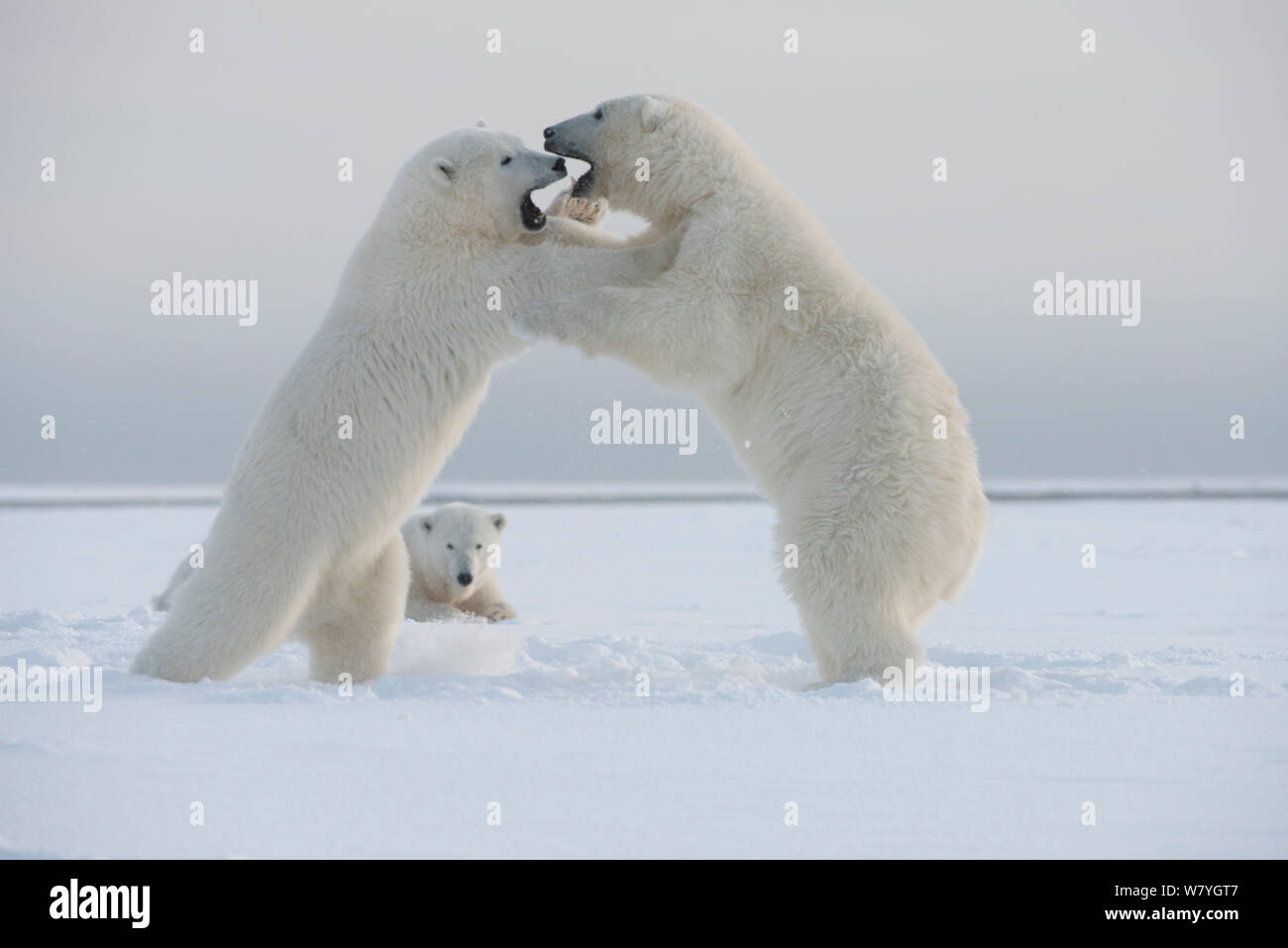 Polar bear (Ursus maritimus) mother resting as her juveniles play fight on newly forming pack ice during autumn freeze up, Beaufort Sea, off Arctic coast, Alaska Stock Photo