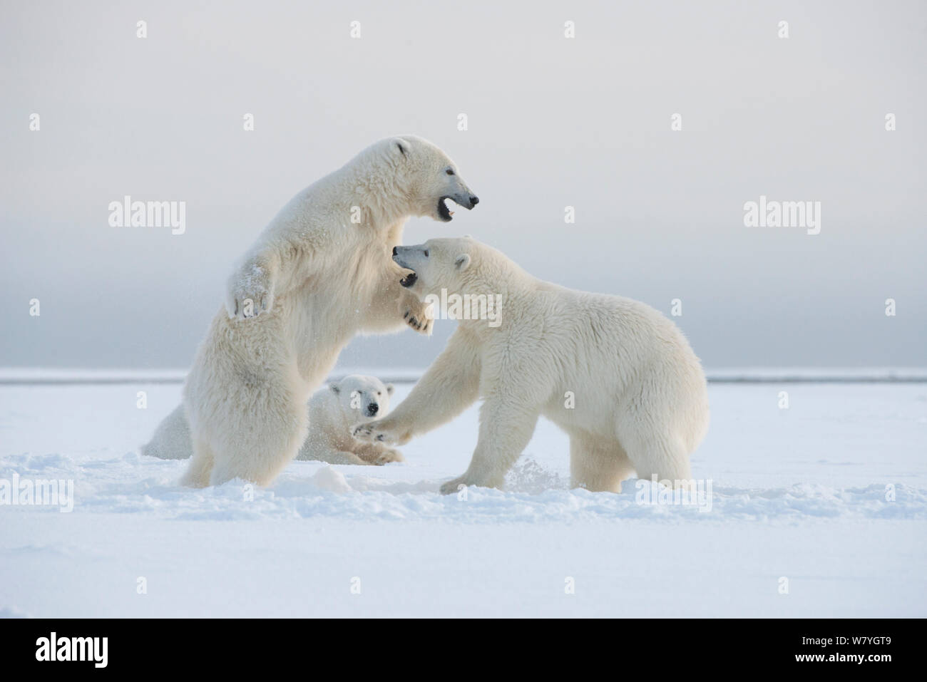 Polar bear (Ursus maritimus) mother resting as her juveniles play fight on newly forming pack ice during autumn freeze up, Beaufort Sea, off Arctic coast, Alaska Stock Photo