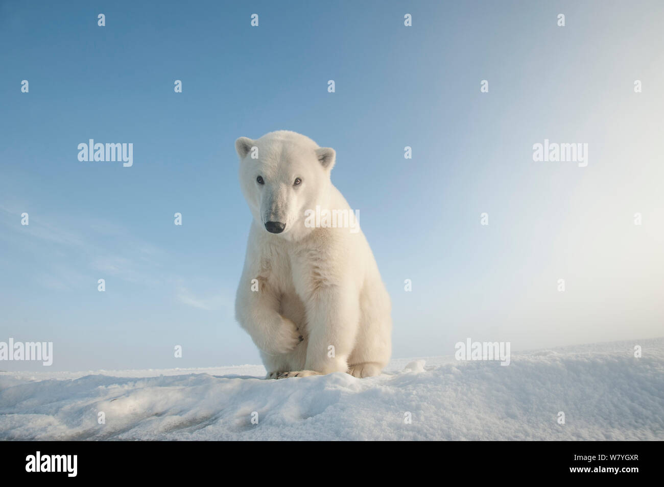 Polar bear (Ursus maritimus) resting on newly formed pack ice during autumn freeze up, Beaufort Sea, off Arctic coast, Alaska Stock Photo