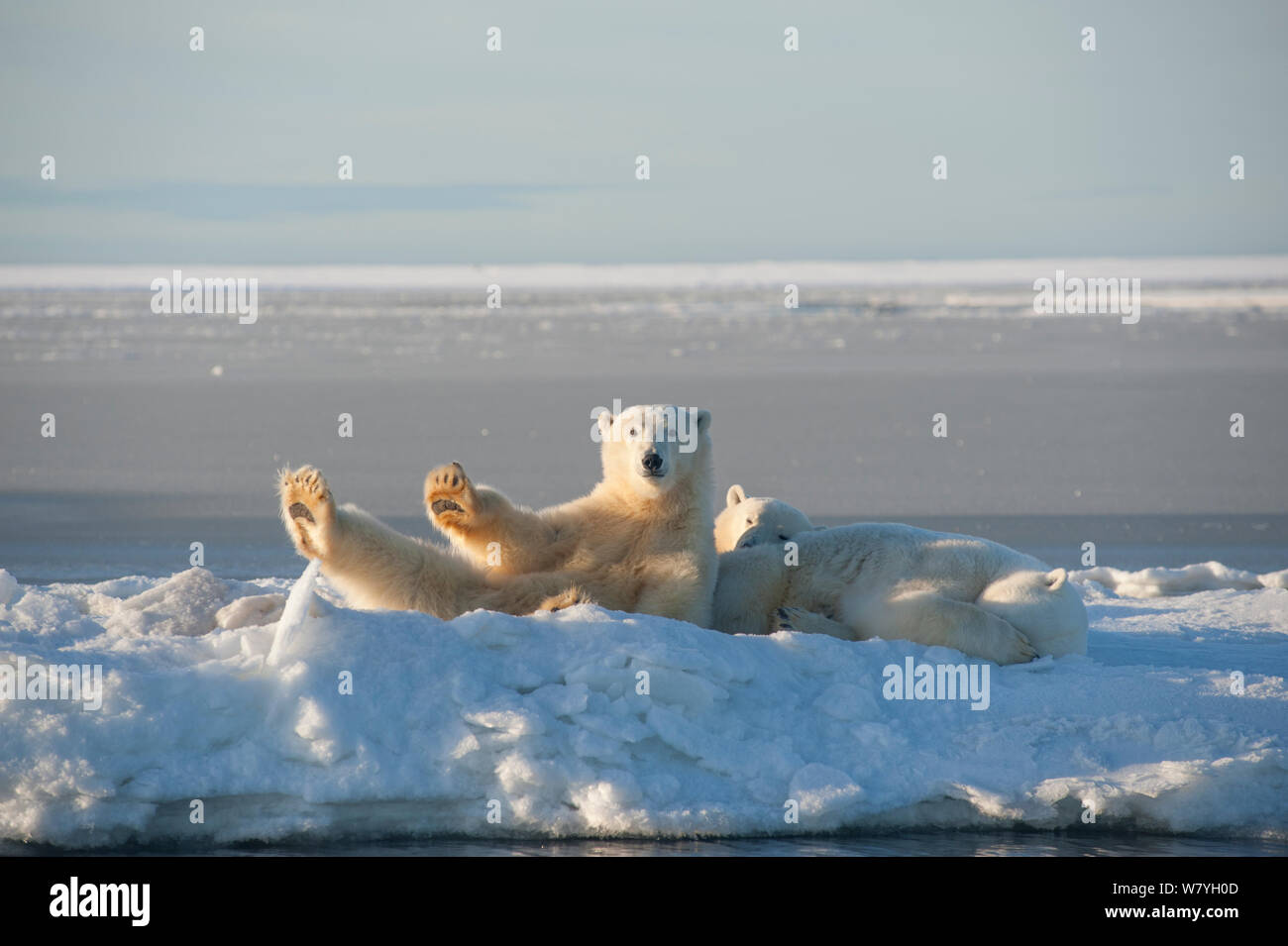 Polar bear (Ursus maritimus) sow with two juveniles resting on newly formed pack ice during autumn freeze up, Beaufort Sea, off Arctic coast, Alaska Stock Photo
