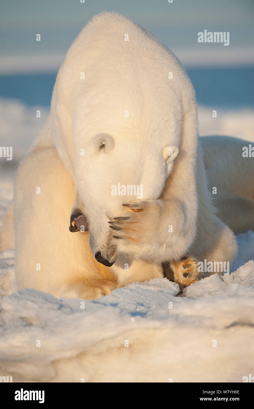 Polar bear (Ursus maritimus) young bear covering eyes with paw, on newly formed pack ice, during autumn freeze up, Beaufort Sea, off Arctic coast, Alaska Stock Photo