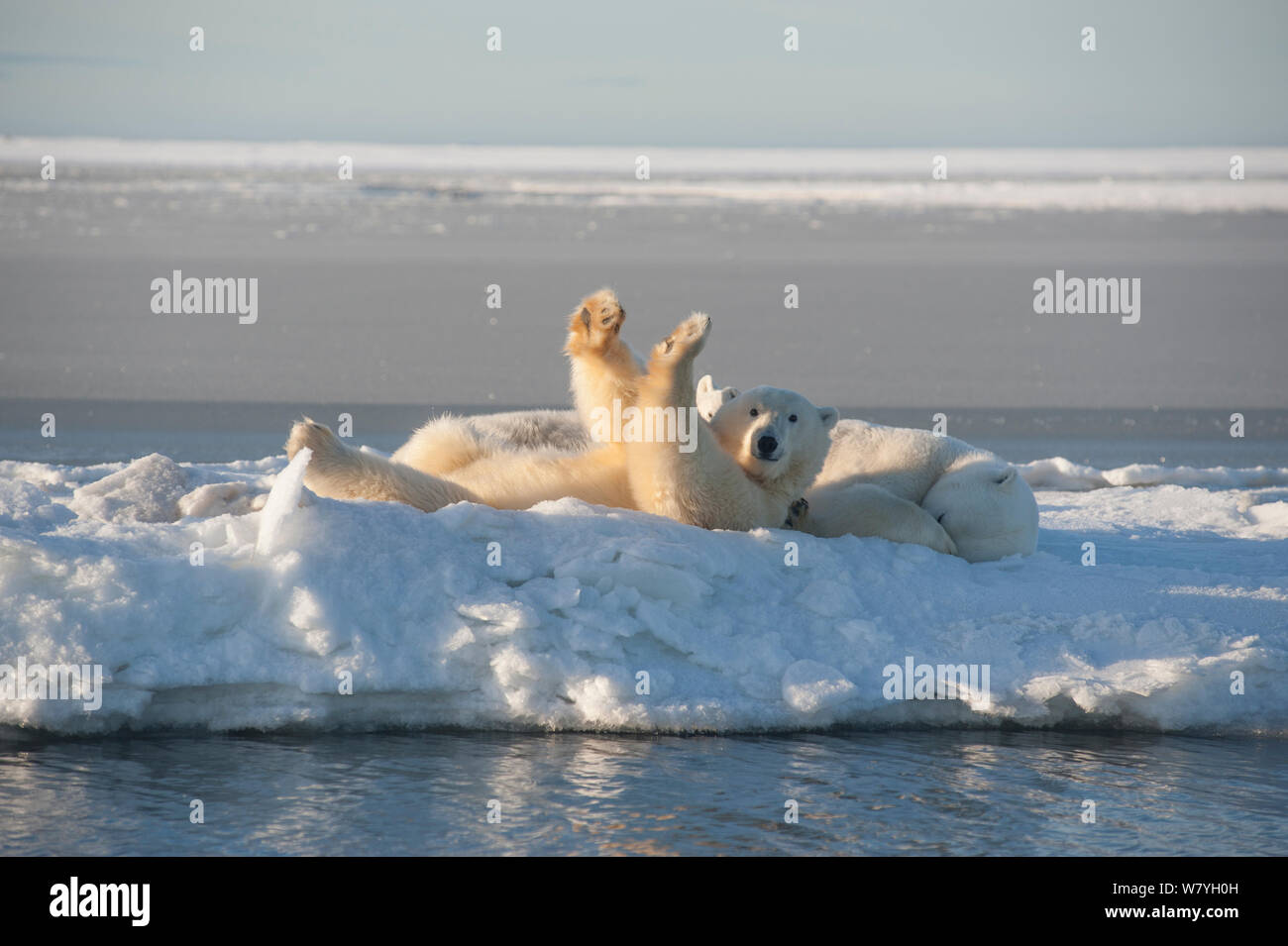 Polar bear (Ursus maritimus) sow with a two juveniles resting on newly formed pack ice during autumn freeze up, Beaufort Sea, off Arctic coast, Alaska Stock Photo