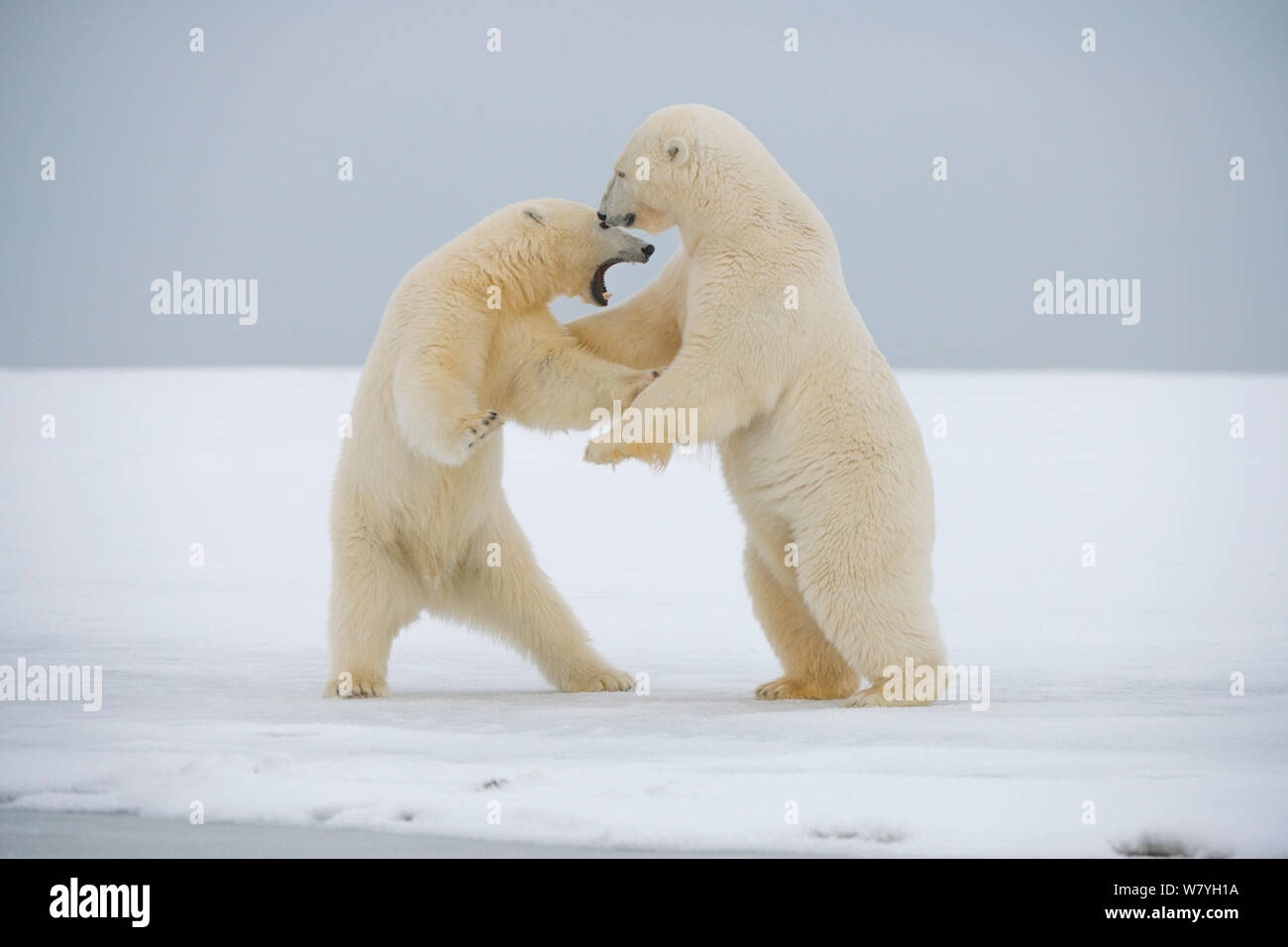 Polar bear (Ursus maritimus) two young adults play fighting on newly formed pack ice during autumn freeze up, Beaufort Sea, off Arctic coast, Alaska Stock Photo