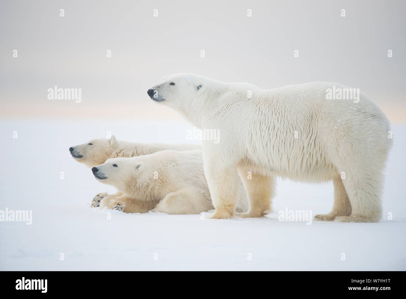 Polar bear (Ursus maritimus) mother with  juveniles resting on newly formed pack ice during autumn freeze up, Beaufort Sea, off Arctic coast, Alaska Stock Photo
