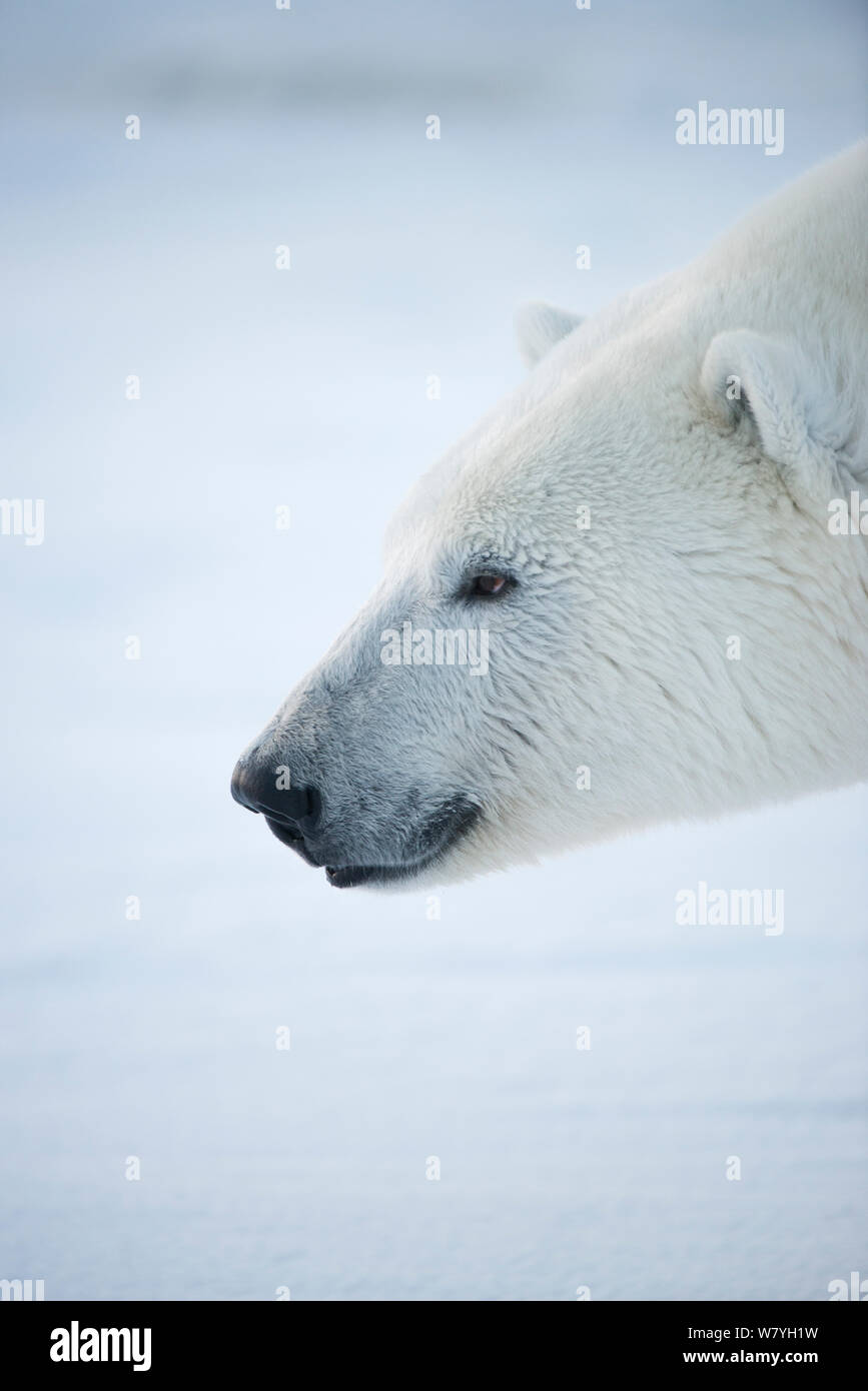 Polar bear (Ursus maritimus) head profile of  young female, Beaufort Sea, off Arctic coast, Alaska Stock Photo