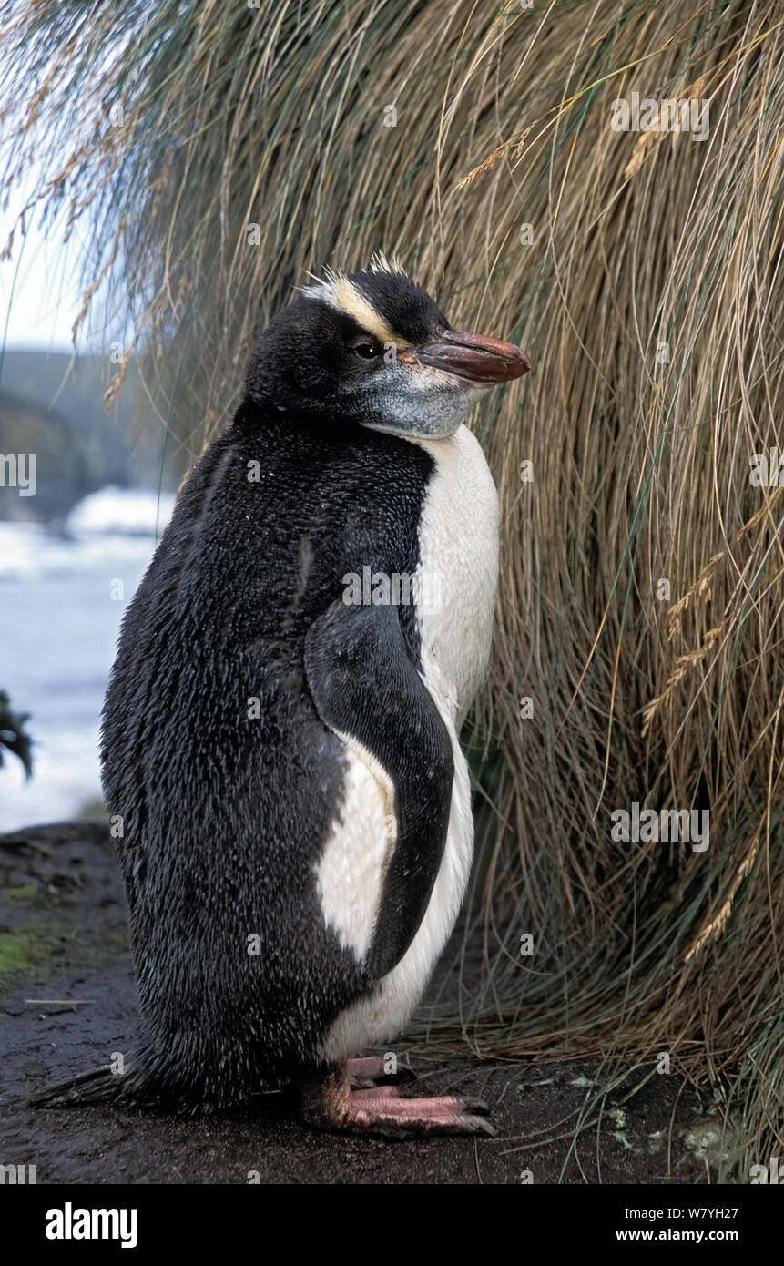 Erect-crested penguin (Eudyptes sclateri) juvenile, a rare visitor from