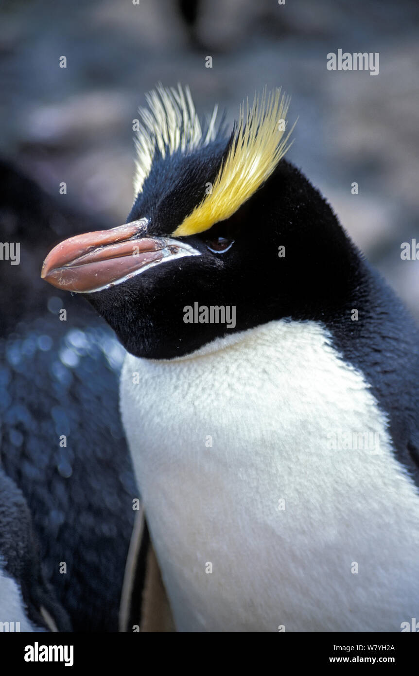 Erect-crested penguin (Eudyptes sclateri) adult portrait. Antipodes