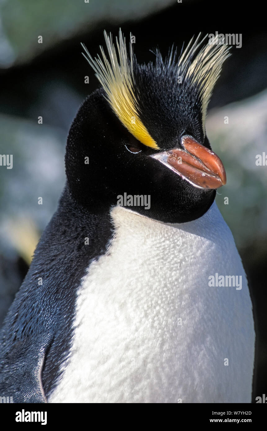 Erect-crested penguin (Eudyptes sclateri) adult portrait. Antipodes