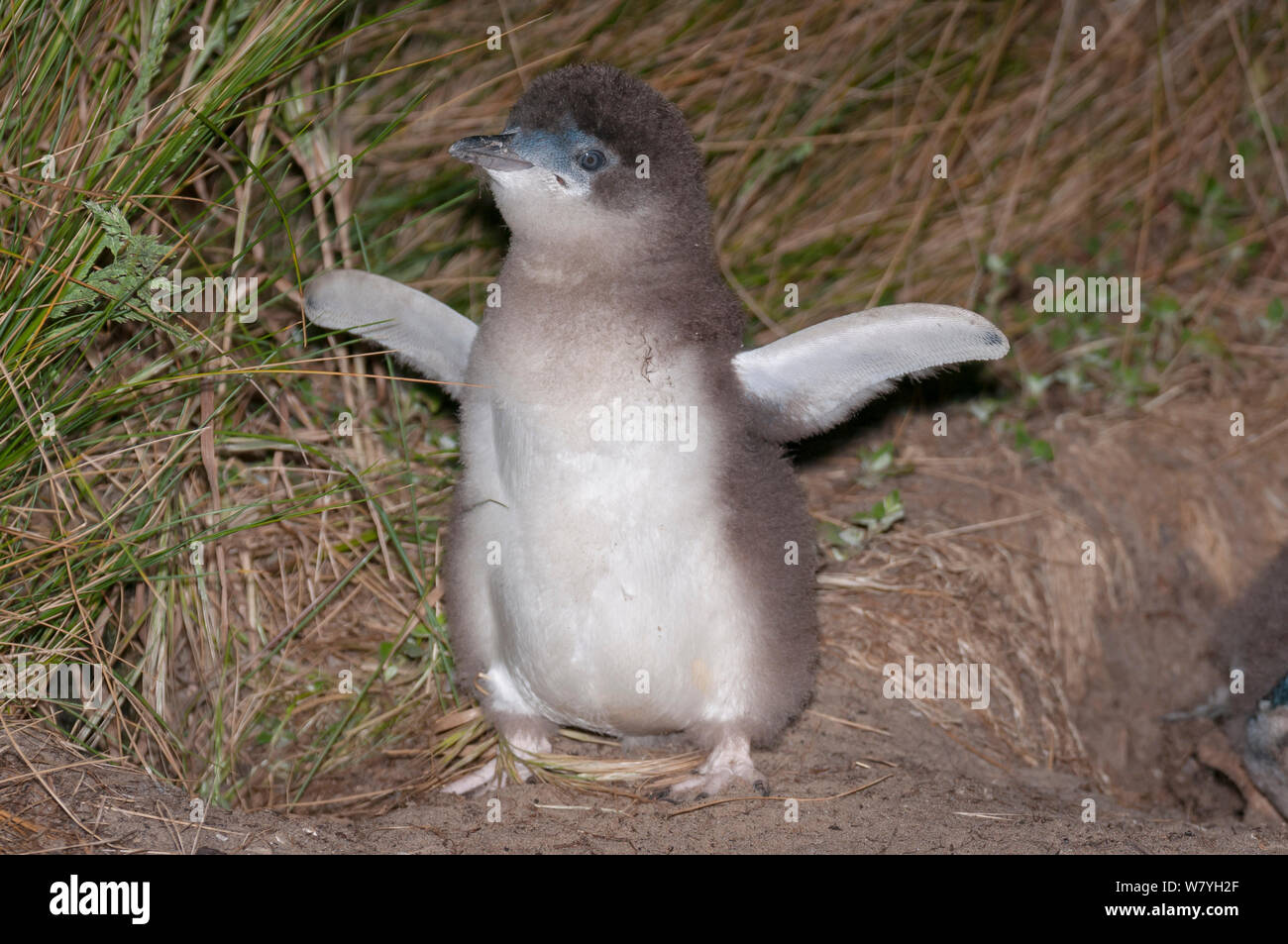 Korora chick - the little blue penguin - Eudyptula minor
