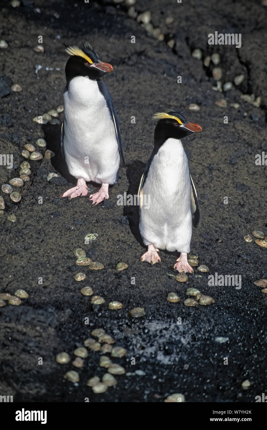 Erect-crested penguins (Eudyptes sclateri) walking to shore. Antipodes