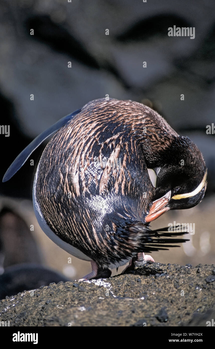 Erect-crested penguins (Eudyptes sclateri) prior to moulting. Preening