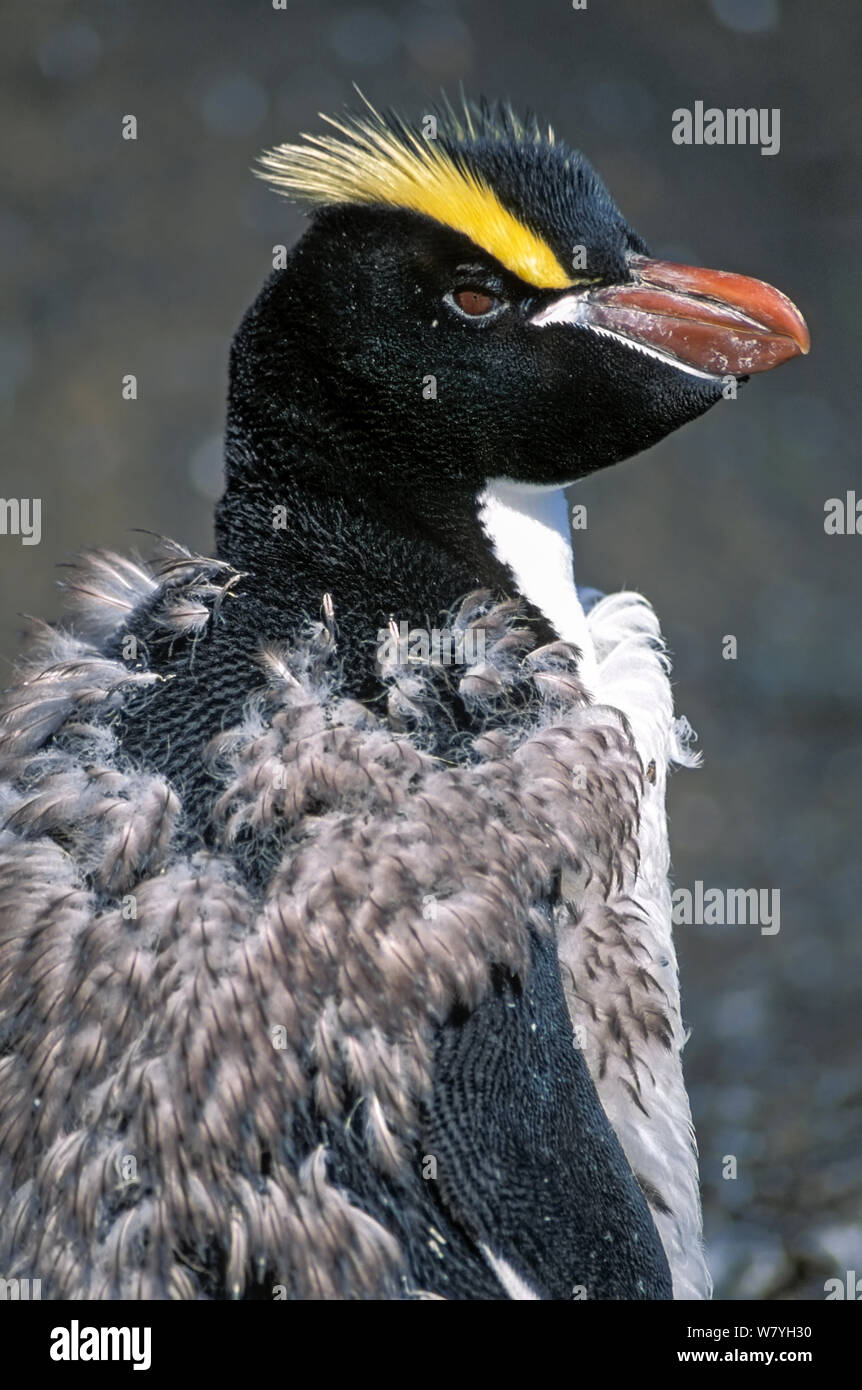 Erect-crested penguins (Eudyptes sclateri) seasonal moulting. Antipodes