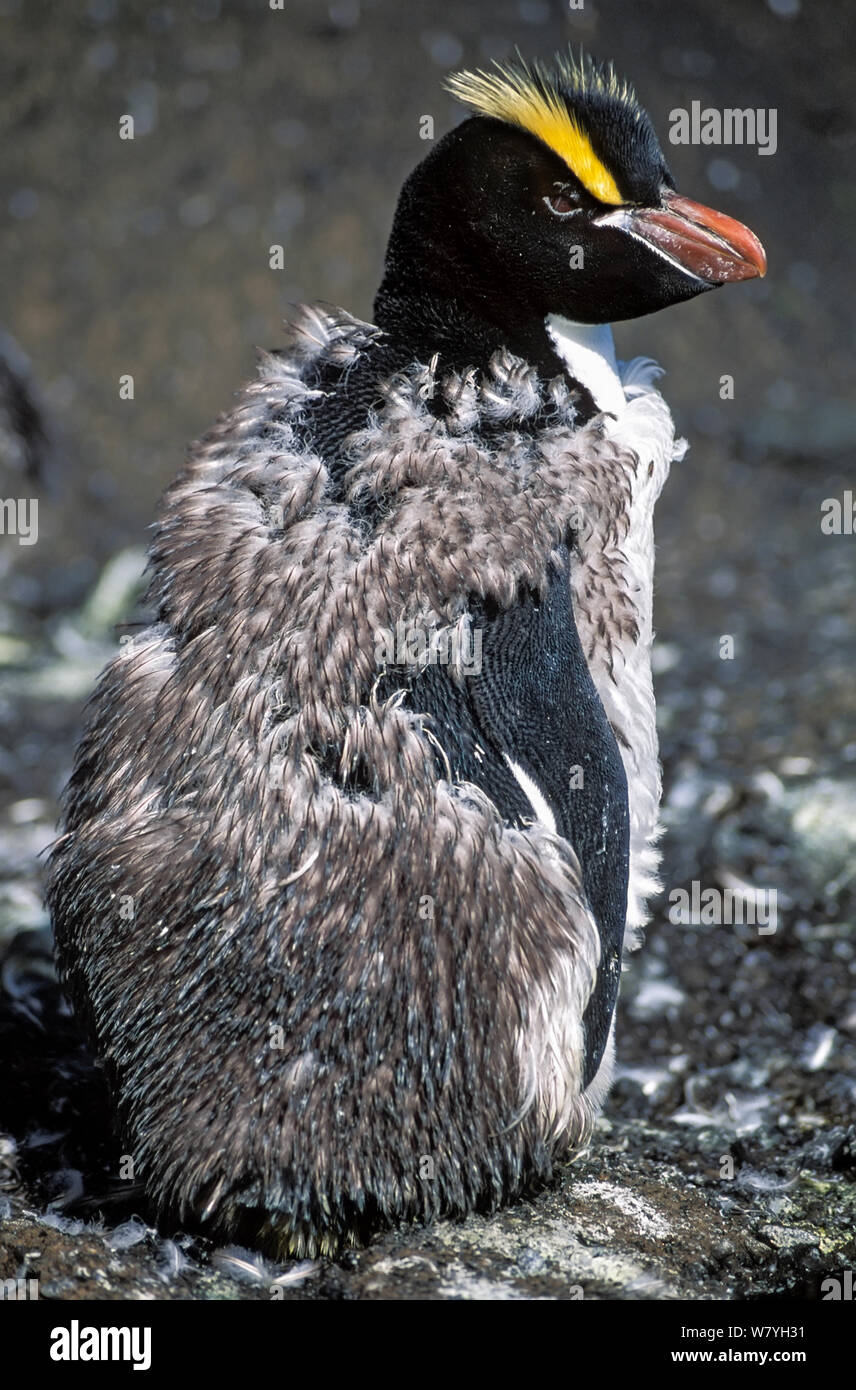 Erect-crested penguins (Eudyptes sclateri) seasonal moulting. Antipodes