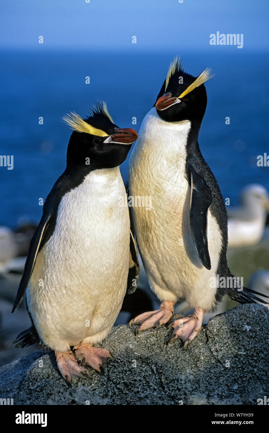 Erect-crested penguin (Eudyptes sclateri) pair, Proclamation Island