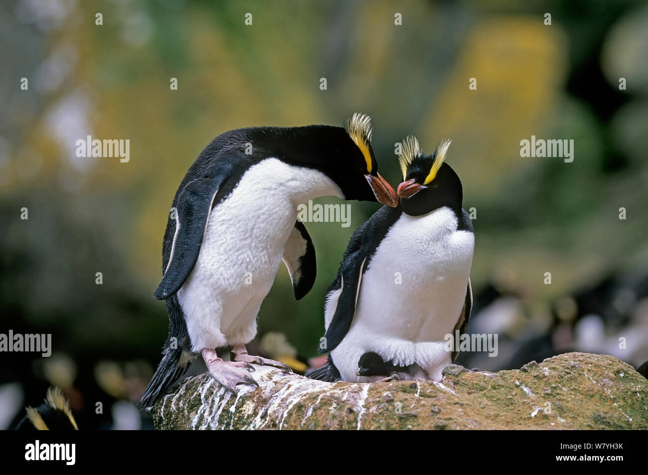 Erect-crested penguins (Eudyptes sclateri) pair with young chick