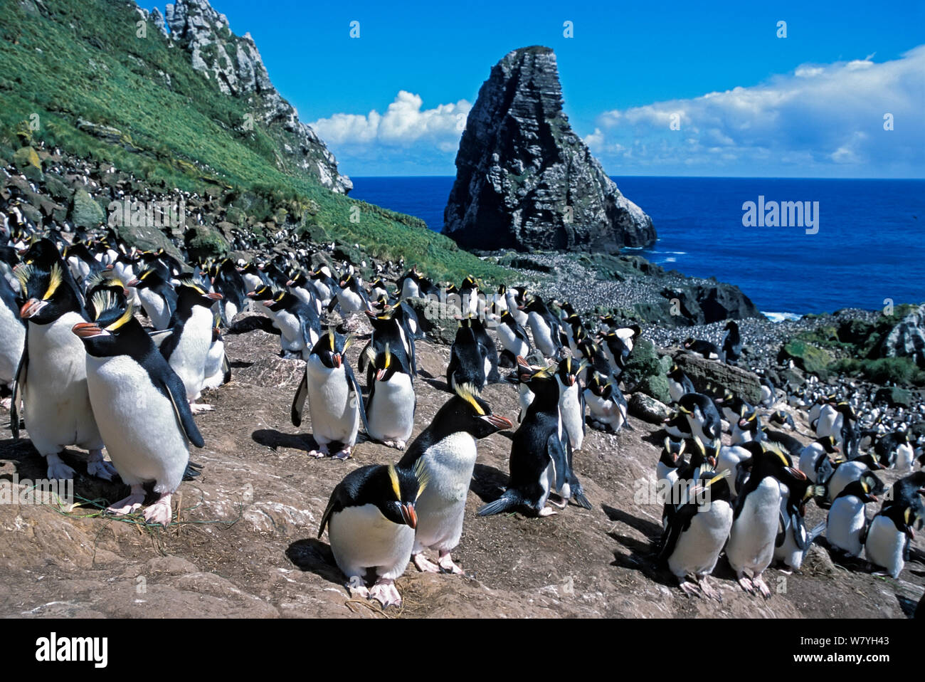 Erect-crested penguins (Eudyptes sclateri) Orde Lees colony, Antipodes