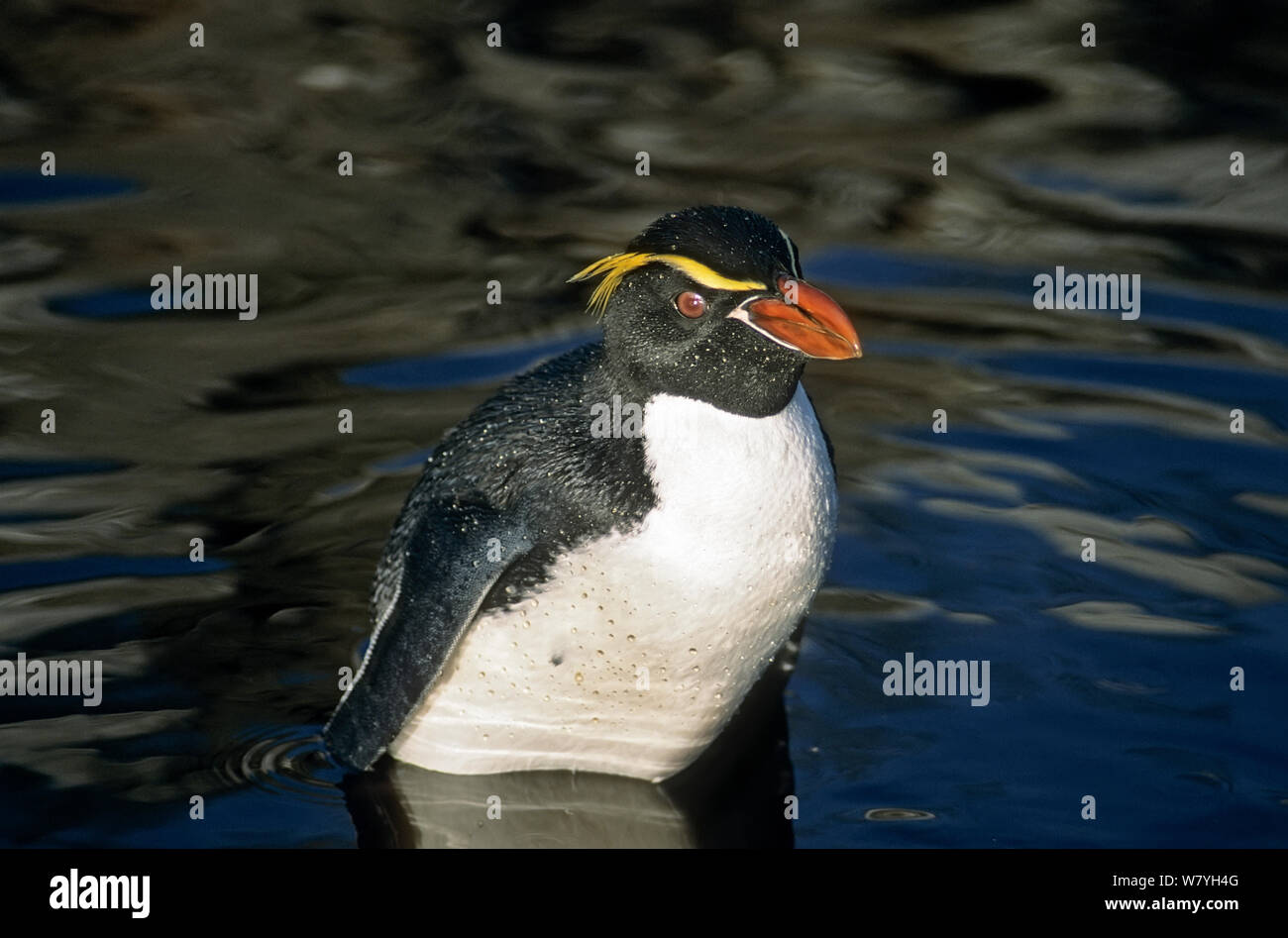 その他 [penguin] Penguin Toys | The Toddlewaddle Family | Li'l Family